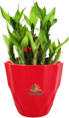 AGAMI Two Layer Bamboo Plant(Pack of 1)