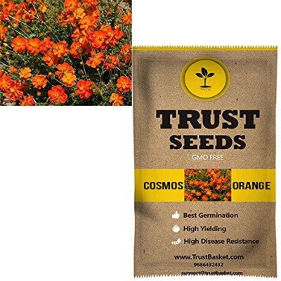 TrustBasket Cosmos Flowers Seeds (Orange) Seed(20 per packet)