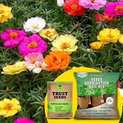 TrustBasket Portulaca Mixed (OP/Desi) Seeds with Free Germination Potting Soil Mix Seed(20 per packet)