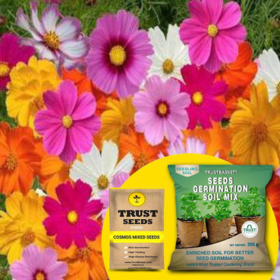 TrustBasket Cosmos Mixed (Hybrid) Seeds with Free Germination Potting Soil Mix Seed(20 per packet)