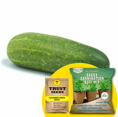 TrustBasket Cucumber Green (Hybrid) Seeds with Free Germination Potting Soil Mix Seed(20 per packet)