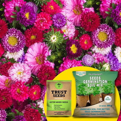 TrustBasket Aster Mixed (OP/Desi) Seeds with Free Germination Potting Soil Mix Seed(20 per packet)