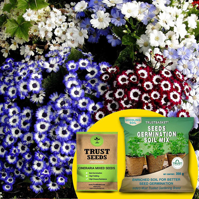 TrustBasket Cineraria Mixed (OP/Desi) Seeds with Free Germination Potting Soil Mix Seed(20 per packet)