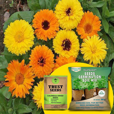 TrustBasket Calendula Mixed (OP/Desi) Seeds with Free Germination Potting Soil Mix Seed(20 per packet)