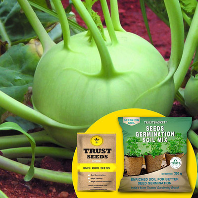 TrustBasket Knol Khol (Hybrid) Seeds with Free Germination Potting Soil Mix Seed(20 per packet)