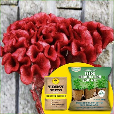 TrustBasket Cockscomb Red (Hybrid) Seeds with Free Germination Potting Soil Mix Seed(20 per packet)