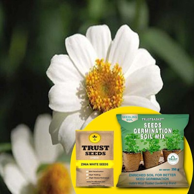 TrustBasket Zinia White (Hybrid) Seeds with Free Germination Potting Soil Mix Seed(20 per packet)