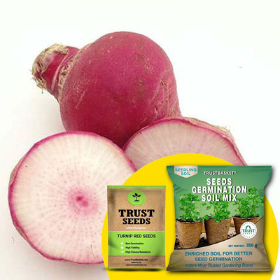 TrustBasket Turnip Red (OP/Desi) Seeds with Free Germination Potting Soil Mix Seed(20 per packet)