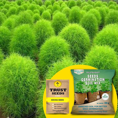 TrustBasket Kochia Hybrid Seeds with Germination Potting Soil Mix Seed(20 per packet)