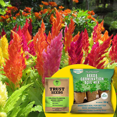 TrustBasket Celosia Plumosa Mixed (OP/Desi) Seeds with Free Germination Potting Soil Mix Seed(20 per packet)