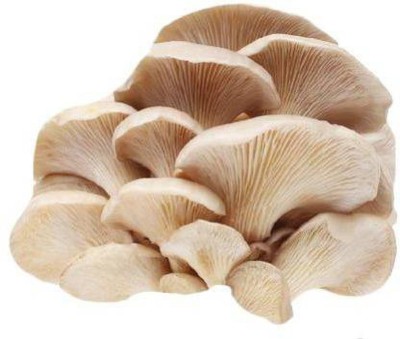 B.M.ENTERPRISE BM Florida Oyster Mushrooms spawn, Oyster mushroom seed Seed(5 per packet)