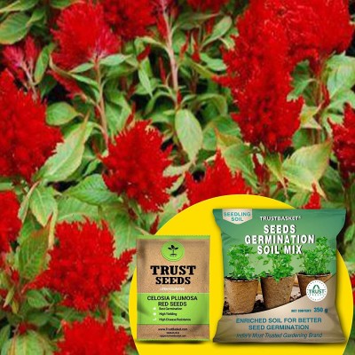 TrustBasket Celosia Plumosa Red (OP/Desi) Seeds with Free Germination Potting Soil Mix Seed(20 per packet)