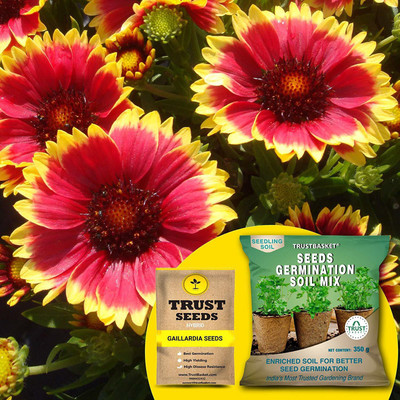 TrustBasket Gaillardia (Hybrid) Seeds with Free Germination Potting Soil Mix Seed(20 per packet)