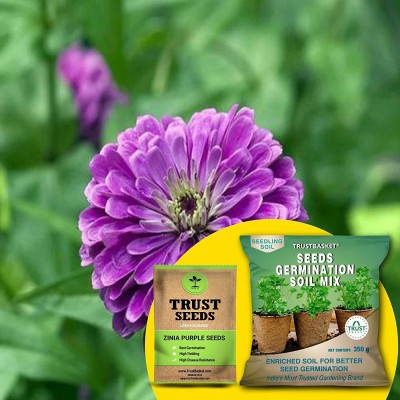 TrustBasket Zinia Purple (OP/Desi) Seeds with Free Germination Potting Soil Mix Seed(20 per packet)