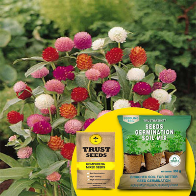 TrustBasket Gomphrena Mixed (Hybrid) Seeds with Free Germination Potting Soil Mix Seed(20 per packet)