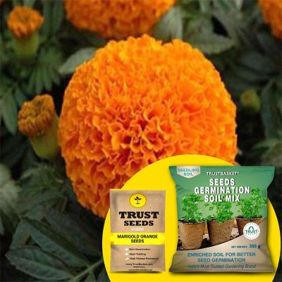 TrustBasket Marigold Orange (Hybrid) Seeds with Free Germination Potting Soil Mix Seed(20 per packet)