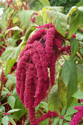 Paudha Amaranthus Love Lies Bleeding Seed(42 per packet)