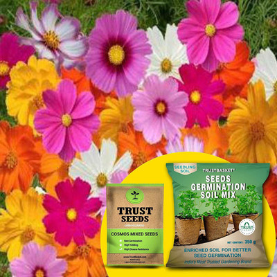 TrustBasket Cosmos Mixed (OP/Desi) Seeds with Free Germination Potting Soil Mix Seed(20 per packet)