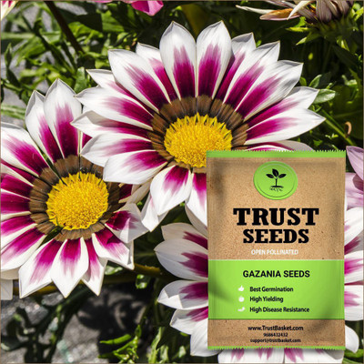 TrustBasket Open Pollinated Gazania Flower Seeds Seed(20 per packet)