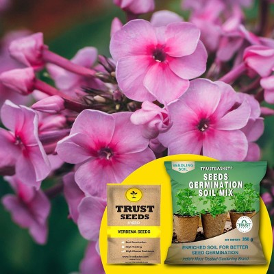 TrustBasket Verbena (Hybrid) Seeds with Free Germination Potting Soil Mix Seed(20 per packet)