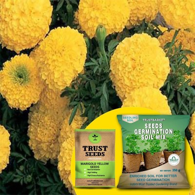 TrustBasket Marigold OP/Desi Seeds with Germination Potting Soil Mix (Yellow) Seed(20 per packet)