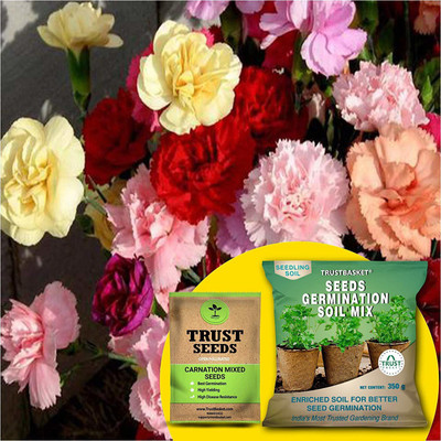 TrustBasket Carnation Mixed OP/Desi Seeds with Germination Potting Soil Mix Seed(20 per packet)