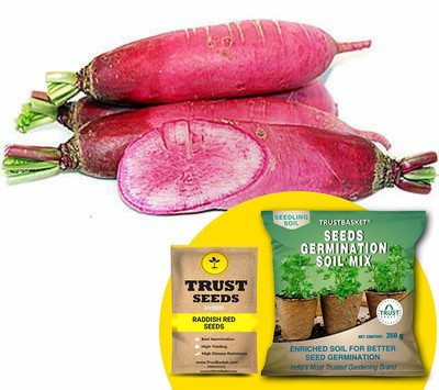 TrustBasket Radish Red (Hybrid) Seeds with Free Germination Potting Soil Mix Seed(20 per packet)