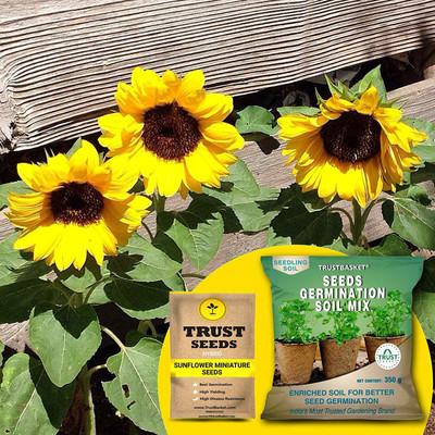 TrustBasket Sun Flower Miniature (Hybrid) Seeds with Free Germination Potting Soil Mix Seed(20 per packet)