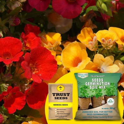 TrustBasket Nemesia (Hybrid) Seeds with Free Germination Potting Soil Mix Seed(20 per packet)