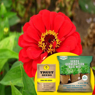TrustBasket Zinia Red (Hybrid) Seeds with Free Germination Potting Soil Mix Seed(20 per packet)