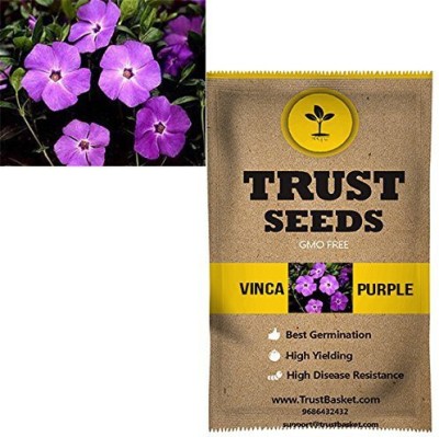 TrustBasket Vinca Flowers Seeds (Purple) Seed(20 per packet)