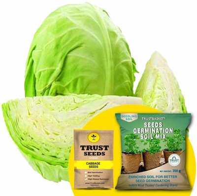 TrustBasket Cabbage (Hybrid) Seeds with Free Germination Potting Soil Mix Seed(20 per packet)