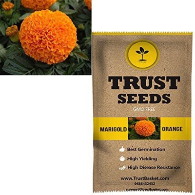 TrustBasket Marigold orange Flowers Seeds (GMO Free) Seed(20 per packet)