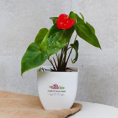 myflowertree Anthurium Plant(Pack of 1)