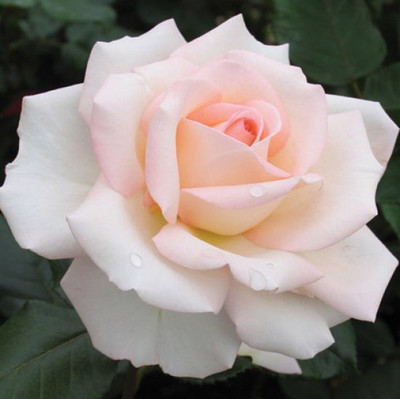 SSPLANTS Rose Plant(Pack of 1)