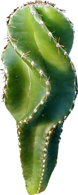 Futaba Cereus Forbesii Cactus Plant Seeds-100Pcs Seed(100 per packet)