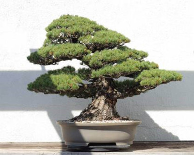 Cosmos Bonsai Tree Hybrid Seed Seed(100 per packet)
