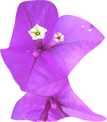 Nema Bougainvillea Spectabilis Flower Seeds-White-100Pcs Seed(100 per packet)
