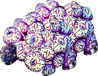 Futaba Conophytum Minutum Succulent Seeds-100Pcs Seed(100 per packet)