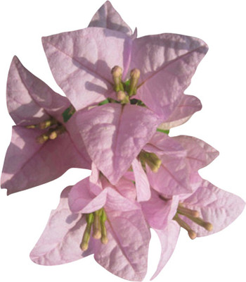 Futaba Bougainvillea Spectabilis Flower Seeds-Light Pink Seed(100 per packet)