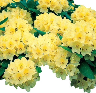 Nema Rhododendron Azalea Flower Seeds-Yellow Seed(100 per packet)