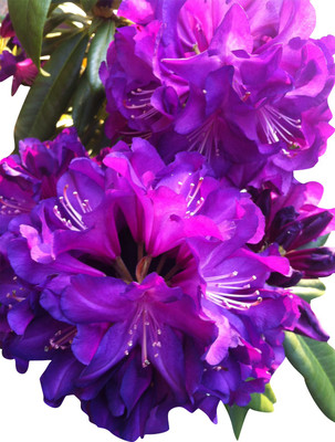 Futaba Rhododendron Azalea Flower Seeds-Purple Seed(100 per packet)