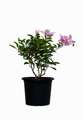 Ultima Search Heart Leaf Oxycardium Plant(Pack of 1)