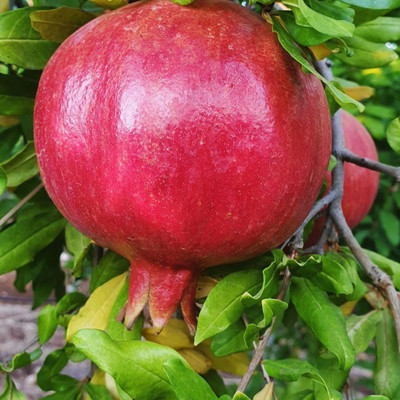 FLARE SEEDS FLARE SEEDS Dwarf Pomegranate Fruit Bonsai Plant Tree Seeds Seed(50 per packet)