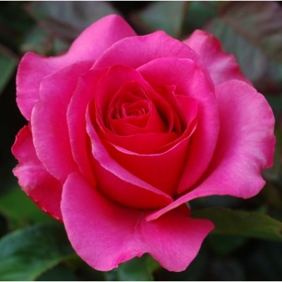 Royal Paradise Garden Royal Paradise Garden Rare Pink Rose Flower Seed(20 per packet)