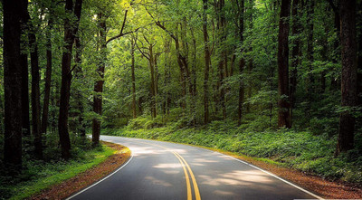Asmi Collections 90 cm Beautiful Road in Green Tree Forest Wall Sticker Removable Sticker(Pack of 1)