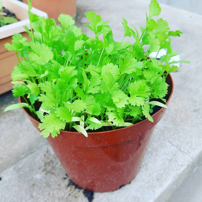 FLARE SEEDS SEEDS Coriander Seeds - 100 Seeds Pack Seed(100 per packet)