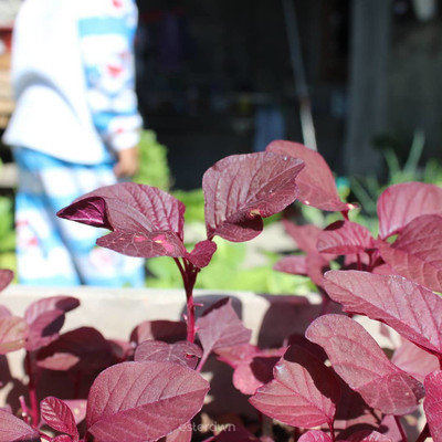 FLARE SEEDS FLARE SEEDS Amaranth Seeds (Laal Saag) Cholai 100 Seeds Pack Seed(100 per packet)
