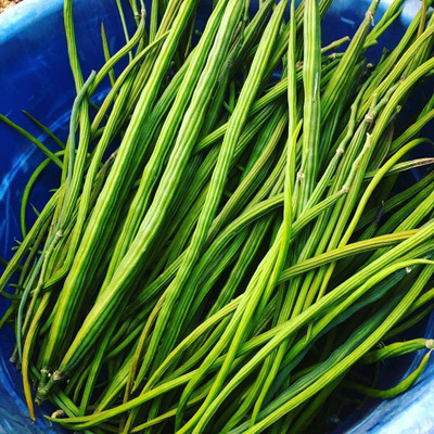 FLARE SEEDS FLARE SEEDS High Yielding Moringa Drumstick pack of 20 Seeds Seed(20 per packet)