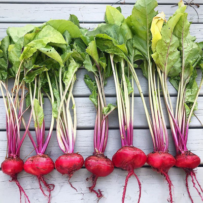 FLARE SEEDS FLARE SEEDS Vegetable Seeds Best Organic Beet Root Imported Seeds - 30 Seeds Pack Seed(30 per packet)
